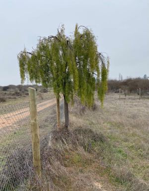 Parcela de 5.000 m² en Loteo El Chequén, Marchigüe, Bernardo OHiggins, Marchigüe, foto 5