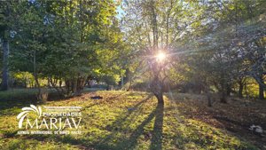 Vende campo a solo 20 minutos de la zona urbana de Villarrica, La Araucanía, Villarrica, foto 8