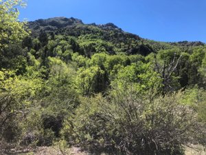 10 HECTÁREAS CON RIBERA DEL RÍO ACHIBUENO – ALTA CORDILLERA DE LINARES, CHILE, Maule, Linares, foto 3