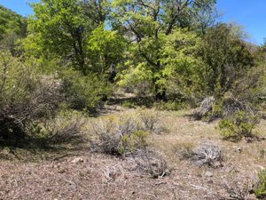 10 HECTÁREAS CON RIBERA DEL RÍO ACHIBUENO – ALTA CORDILLERA DE LINARES, CHILE, Maule, Linares, foto 4