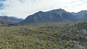 Campo de 410 ha con costa del Lago Lezana, Chubut, Cholila, foto 7