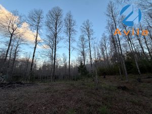 Pucón Parcela de 10.537m2 Loteo Hacienda Trancura Quilaco COD.VTAP286, La Araucanía, Pucón, foto 2