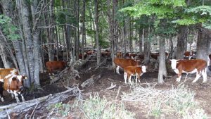 Campo de 201 hectáreas en El Huemul, Los Lagos, Futaleufú, foto 7