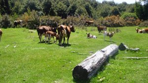 Campo de 201 hectáreas en El Huemul, Los Lagos, Futaleufú, foto 8