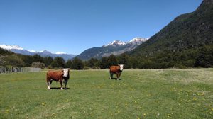 Campo de 201 hectáreas en El Huemul, Los Lagos, Futaleufú, foto 4