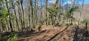 Última Oportunidad de inversión cerca de Pucón - Parcela 5.000 m², La Araucanía, Pucón, foto 4