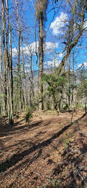 Última Oportunidad de inversión cerca de Pucón - Parcela 5.000 m², La Araucanía, Pucón, foto 5