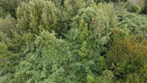 Parcela de 5.000 m² con casa en construcción, bosque nativo y río interior en Curaco de Vélez, Chiloé, Los Lagos, Quinchao, foto 5