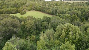 Parcela de 5.000 m² con casa en construcción, bosque nativo y río interior en Curaco de Vélez, Chiloé, Los Lagos, Quinchao, foto 6