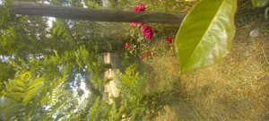 Venta parcela, Maule, Linares, foto 8