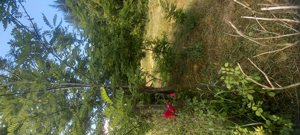 Venta parcela, Maule, Linares, foto 9