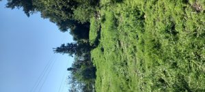 Venta parcela, Maule, Linares, foto 12