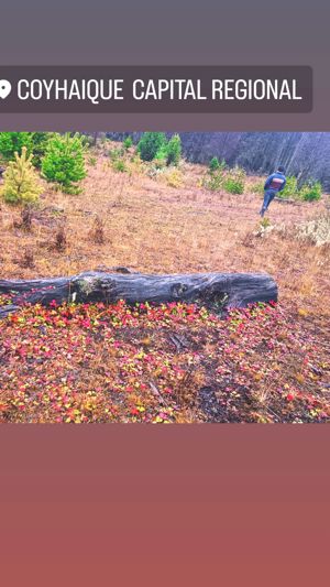 Parcelas disponibles a 15 minutos de coyhaique, Aysén, Coyhaique, foto 5