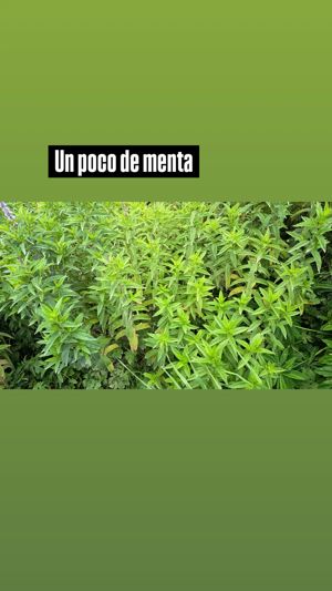Parcelas disponibles a 15 minutos de coyhaique, Aysén, Coyhaique, foto 7