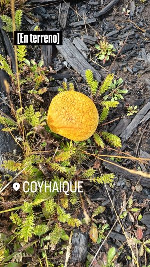 Parcelas disponibles a 15 minutos de coyhaique, Aysén, Coyhaique, foto 8