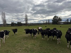 Campo agrícola-ganadero 30,35 ha en Chacayal, San Pablo (Los Lagos), Los Lagos, San Pablo, foto 9