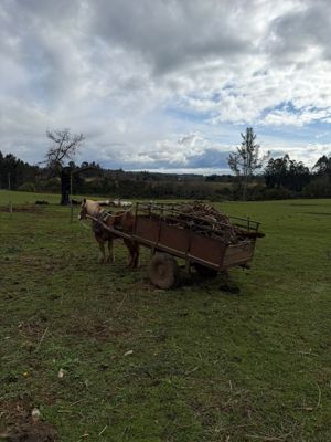 Campo agrícola-ganadero 30,35 ha en Chacayal, San Pablo (Los Lagos), Los Lagos, San Pablo, foto 12