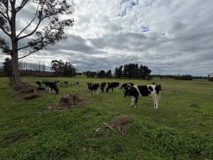 Campo agrícola-ganadero 30,35 ha en Chacayal, San Pablo (Los Lagos), Los Lagos, San Pablo, foto 4
