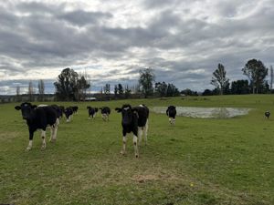 Campo agrícola-ganadero 30,35 ha en Chacayal, San Pablo (Los Lagos), Los Lagos, San Pablo, foto 8