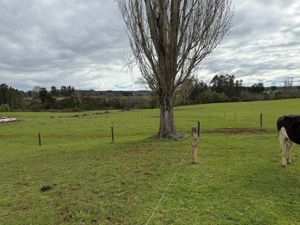 Campo agrícola-ganadero 30,35 ha en Chacayal, San Pablo (Los Lagos), Los Lagos, San Pablo, foto 11
