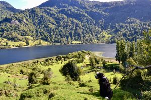 Parcela 10 de 5.000 m² con 58 m de orilla de lago en Lago Portales, Aysén, Aysén, Aysén, foto 5