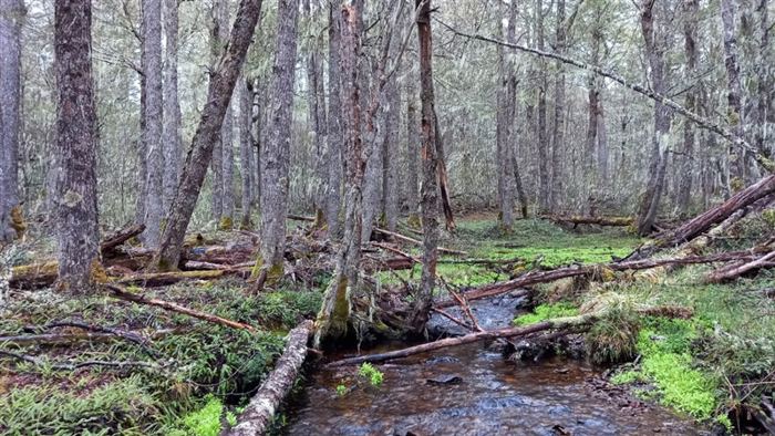 Parcela en Venta en AGUAS DEL CERRO NEGRO A POCOS KILOMETROS DEL CENTRO KOYHAIQUE