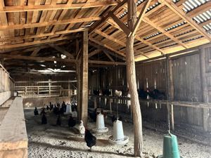 Parcela en Venta en HERMOSA PARCEL PRODUCTIBA SECTOR PUENTE ÑUBLE, Ñuble, Chillán, foto 13