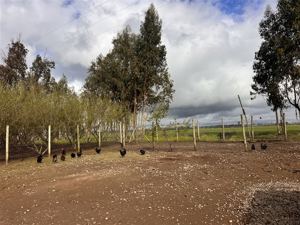 Parcela en Venta en HERMOSA PARCEL PRODUCTIBA SECTOR PUENTE ÑUBLE, Ñuble, Chillán, foto 14