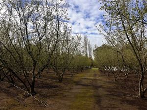 Parcela en Venta en HERMOSA PARCEL PRODUCTIBA SECTOR PUENTE ÑUBLE, Ñuble, Chillán, foto 12