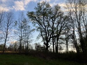 Parcela en Venta en Sector Los Guindos, camino Parque del Lago, Villarrica, La Araucanía, Villarrica, foto 12