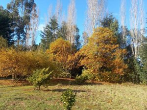 Parcela en Venta en Freire, Parcela, La Araucanía, Freire, foto 5