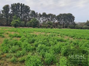 Parcela en Venta en Camino lonquen Sur con Carampangue, colegio Trebulco, Isla de Maipo, Metropolitana, Isla de Maipo, foto 5