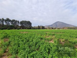 Parcela en Venta en Camino lonquen Sur con Carampangue, colegio Trebulco, Isla de Maipo, Metropolitana, Isla de Maipo, foto 4