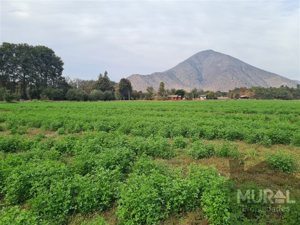 Parcela en Venta en Camino lonquen Sur con Carampangue, colegio Trebulco, Isla de Maipo, Metropolitana, Isla de Maipo, foto 3