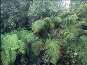 Parcela en Venta en Venta de Terreno 50 Hectáreas – Quellón, Sector Molulco Natri, Chiloé, Los Lagos, Quellón, foto 7