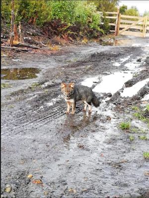 Parcela en Venta en Venta de Terreno 50 Hectáreas – Quellón, Sector Molulco Natri, Chiloé, Los Lagos, Quellón, foto 8
