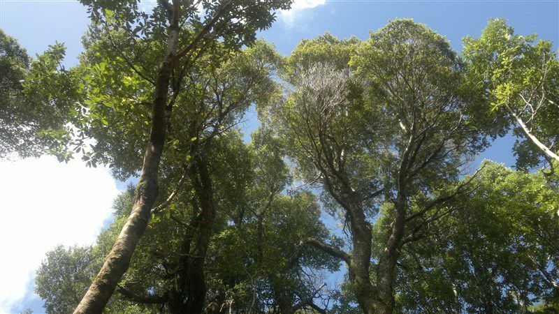 Parcela en Venta en Venta de Terreno 50 Hectáreas – Quellón, Sector Molulco Natri, Chiloé, Los Lagos, Quellón