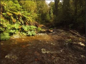 Parcela en Venta en Venta de Terreno 50 Hectáreas – Quellón, Sector Molulco Natri, Chiloé, Los Lagos, Quellón, foto 5