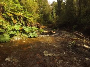 Parcela en Venta en Venta de Terreno 50 Hectáreas – Quellón, Sector Molulco Natri, Chiloé, Los Lagos, Quellón, foto 12