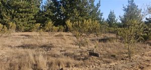 Parcela en Venta en Alto Pichilemu, Bernardo OHiggins, Pichilemu, foto 8