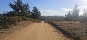 Parcela en Venta en Alto Pichilemu, Bernardo OHiggins, Pichilemu, foto 6