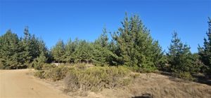Parcela en Venta en Alto Pichilemu, Bernardo OHiggins, Pichilemu, foto 7