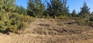 Parcela en Venta en Alto Pichilemu, Bernardo OHiggins, Pichilemu, foto 9