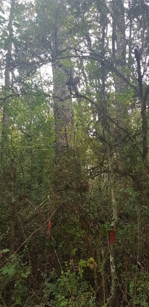 Parcela en Venta en Camino 2. Segunda Faja., La Araucanía, Villarrica, foto 3