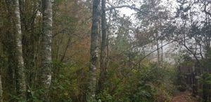 Parcela en Venta en Camino 2. Segunda Faja., La Araucanía, Villarrica, foto 1