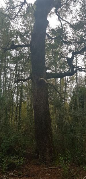 Parcela en Venta en Camino 2. Segunda Faja., La Araucanía, Villarrica, foto 4