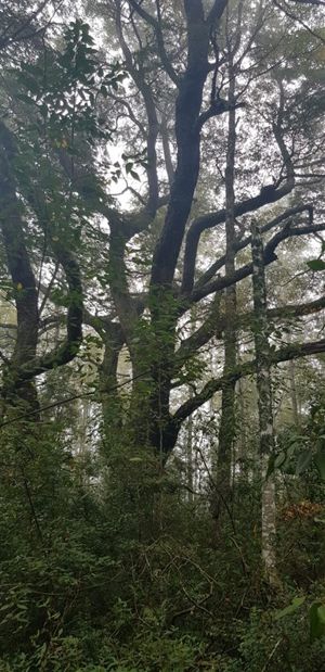 Parcela en Venta en Camino 2. Segunda Faja., La Araucanía, Villarrica, foto 8