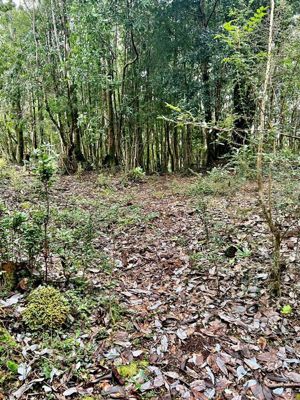 Parcela en Venta en Pargua, Los Lagos, Calbuco, foto 12