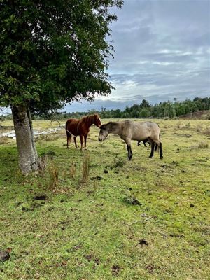 Parcela en Venta en Pargua, Los Lagos, Calbuco, foto 4
