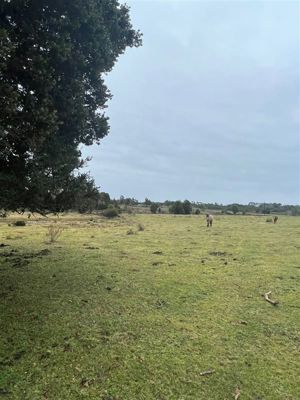 Parcela en Venta en Pargua, Los Lagos, Calbuco, foto 11